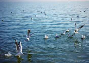 Birds flying over lake