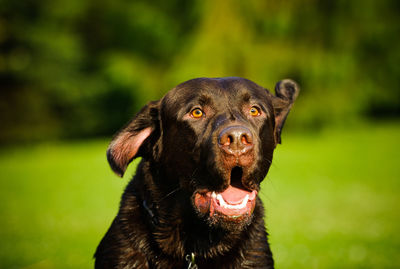 Close-up of black dog with mouth open