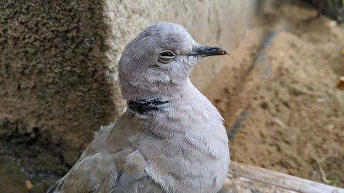 Close-up of owl looking away