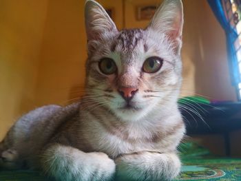 Close-up portrait of a cat at home