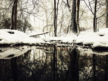 Bare trees on snow covered landscape