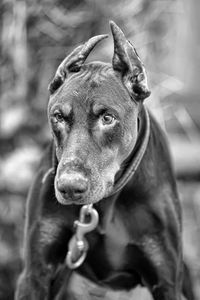 Close-up portrait of a dog