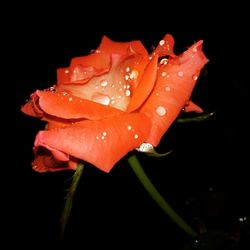 Close-up of wet red rose flower against black background