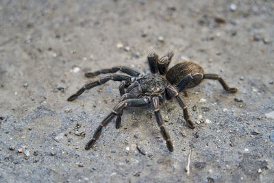 Big tarantula crawling on the ground, peru, south america. giant creepy, hairy spider