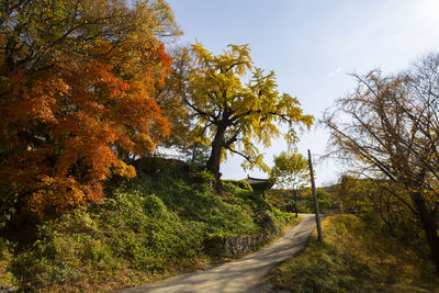 Road amidst trees in forest against sky during autumn