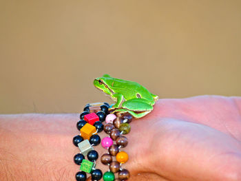 Close-up of hand holding multi colored leaf