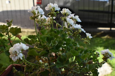 Close-up of white flowering plant