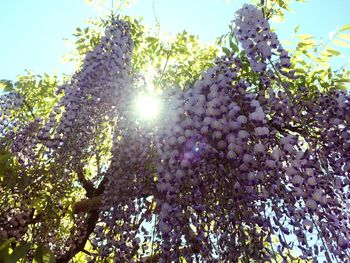 Low angle view of tree against clear sky