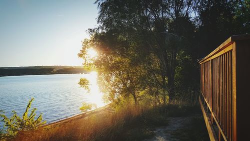 Sun shining through trees on sunny day