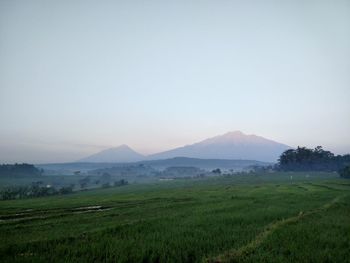 Scenic view of field against clear sky