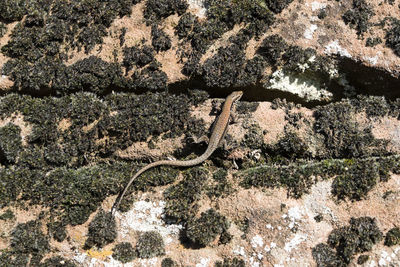 Close-up of lizard on tree