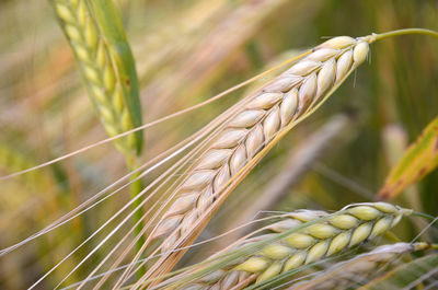 Barley plants growing in field