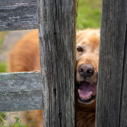 Close-up of dog looking at wooden fence