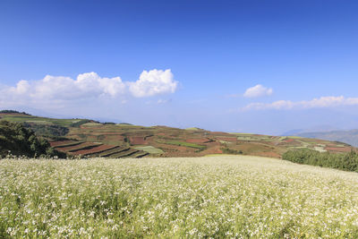 View of fields against blue sky