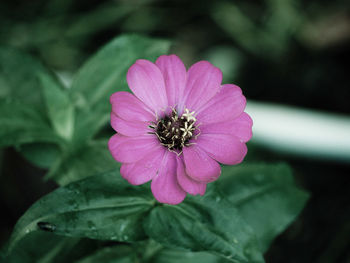 Close-up of pink flower blooming outdoors