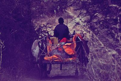 Man riding on ox cart amidst trees