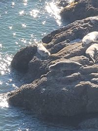 High angle view of rocks on beach