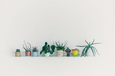 Potted plants against white background