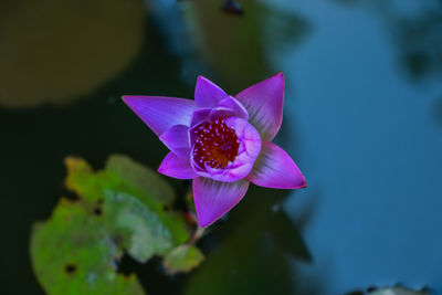 Close-up of pink water lily in pond