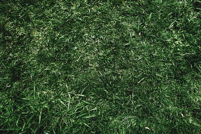 Full frame shot of bamboo on field