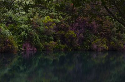 Scenic view of lake in forest