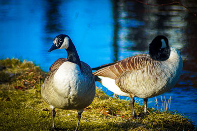 Ducks in a lake