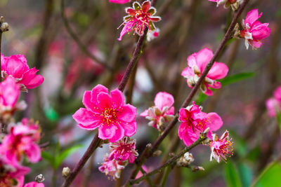 Close-up of pink flowers