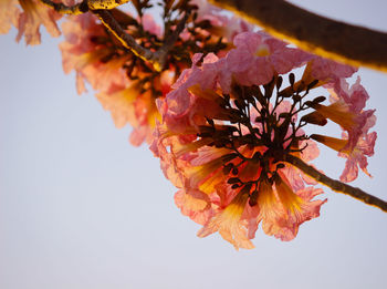 Close-up of flowers blooming outdoors