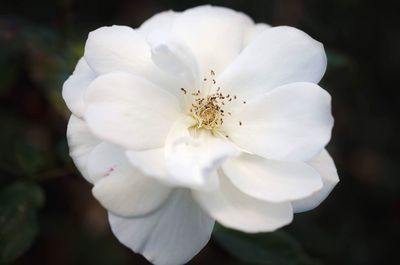 Close-up of white flower blooming outdoors