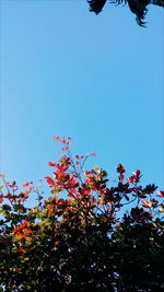 Low angle view of flower tree against clear blue sky