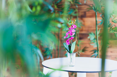 Close-up of flowers in vase