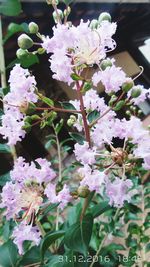 Close-up of pink flowers blooming outdoors