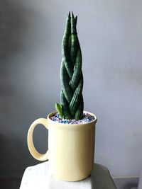 Close-up of potted plant on table