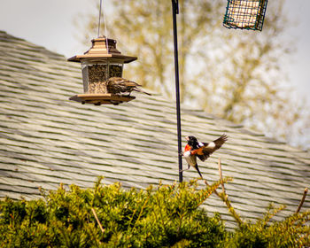 View of bird on clothesline