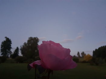 Close-up of pink flower against sky