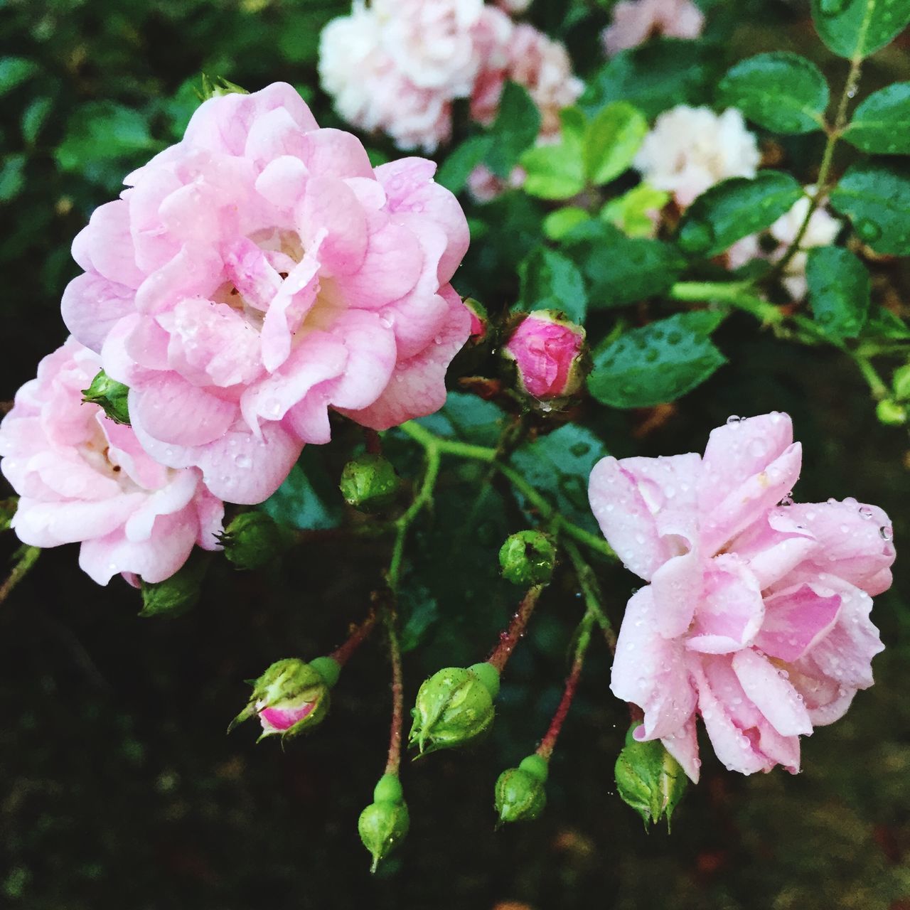 flower, freshness, petal, fragility, pink color, flower head, growth, beauty in nature, close-up, blooming, nature, focus on foreground, plant, in bloom, park - man made space, outdoors, blossom, day, no people, leaf