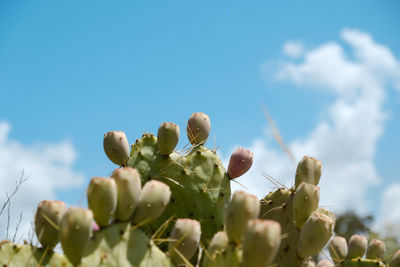 Low angle view of flowering plants against sky