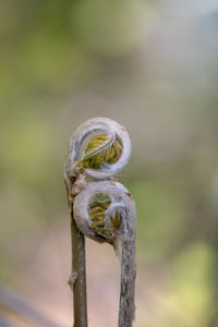 Close-up of fern