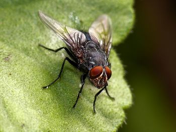 Close-up of fly on leaf