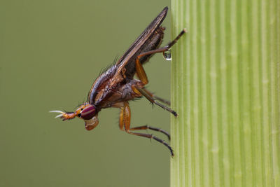 Close-up of insect