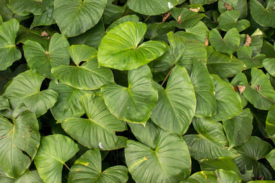 Full frame shot of green leaves