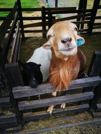 Portrait of sheep in pen