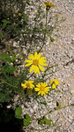 Close-up of yellow flowers