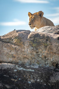 Lioness sits looking left over lichen-covered rocks