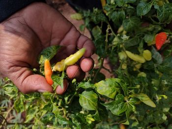 A farmer's hands holds two chillies that still step through the tree. 