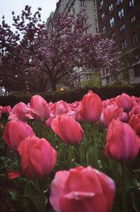 Close-up of pink flowers blooming outdoors