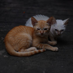 Close-up of a cat lying on footpath