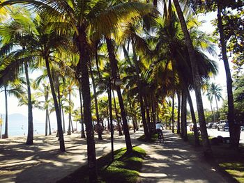 Palm trees in park