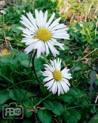 Close-up of white daisy flowers