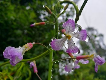 Close-up of purple flowers blooming outdoors